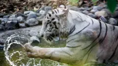 விலங்குகள் கொரோனா