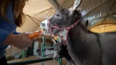 Saving donkeys