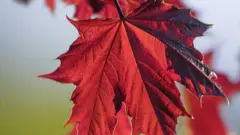 Crimson King maple leaf