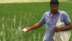 ਕਿਸਾਨ ਸੁਖਵਿੰਦਰ ਸਿੰਘ