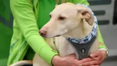 Coronavirus sniffer dog Kossi