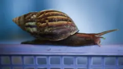 หอยทากขนาดใหญ่ ที่ได้รับการเลี้ยงดูอย่างดีจากชาวนาไทย