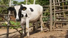 Cow for cage