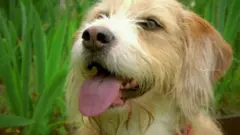 Nagaland dog meat