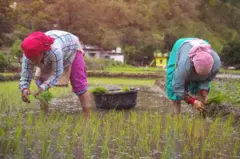બીબીસી ગુજરાતી ખેતીવાડી કૃષિ હવામાન પાક