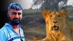 ગીર : તુવેરના ખેતરમાં બેઠેલી સિંહણને 30-35 લોકોએ ઘેરી લીધી, ઇન્જેક્શન છોડતી વખતે બે મિનિટમાં એવું શું થયું કે ટ્રૅકરને લાગ્યું?