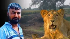 ગીર, ગીર અભયારણ્ય, ગુજરાત, જૂનાગઢ, સિંહ, સિંહણનો હુમલો, વનકર્મીનું મોત, પોલીસ, કાયદો, ગીરનો સિંહ, વનવિભાગ, બીબીસી ગુજરાતી