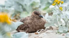 羽毛が茶色くくちばしが黒い鳥が地面に座り込み前方を見ている