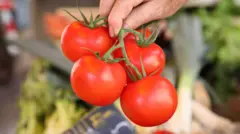 ટામેટાં