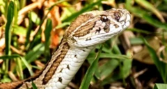 બાંગ્લાદેશ, સાપ