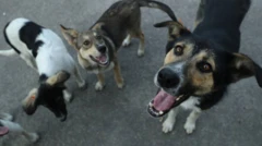 น้องหมากระโดด 