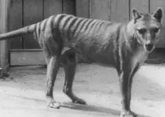 Un tigre de Tasmanie 