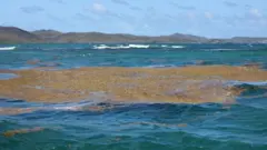 समुद्री शैवाल सरगैसम