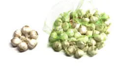 একটি নেটের তৈরি ব্যাগের ভেতরে কতগুলো রসুন, বাইরে ছয়টি রসুন ফুলের মতো করে সাজানো