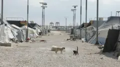 Terk edilmiş bir kampta bir kedi ve bir köpek yürüyor