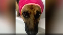 pas laki, ukrajina, pas se plaši bombi