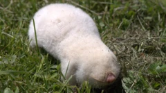 albino slepo kuče, životinje, Srbija, biologija