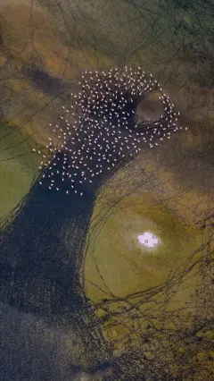 فلامینگوها در دریاچه مهارلو