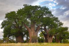 La especie africana de los baobab