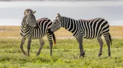 Duas zebras de listras pretas e brancas em uma planície gramada, com um trecho de água ao fundo.