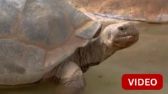 பூங்காவின் 'ராணியாக' வலம் வந்த கலபகோஸ் ஆமை 141 வயதில் மரணம்