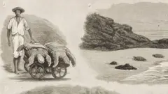 Ilustração de várias tartarugas saindo do mar e um homem carregando duas delas