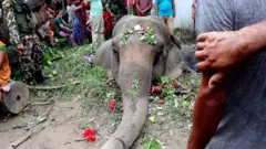 कञ्चनपुरमा हात्तीको अन्तिम संस्कार गरिँदै