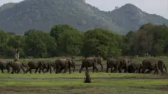 世界最大級の「ゾウの集会」