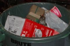 Um rato coloca a cabeça para fora do lixo em Nova York.