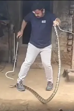 பாம்பு