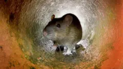 rats