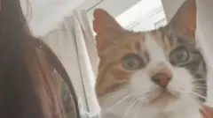 Charlie, who has a white and tortoise-shell coloured face