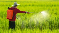 ખાતર તરીકે માનવમૂત્રનો ઉપયોગ, યુરિન, ફર્ટિલાઇઝર, અમેરિકામાં, કુદરતી ખાતર, રાસાયણિક ખાતરનો વિકલ્પ, ખેતર, બીબીસી ગુજરાતી, બીબીસી ન્યૂઝ ગુજરાતી 