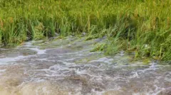 பயிர்ச் சேதம்