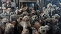 Decenas de perros en malas condiciones abarrotados en una habitación. 