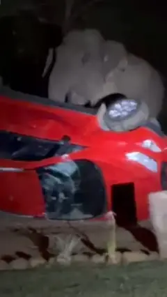 யானை
