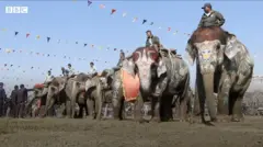 දකුණු නේපාලයේ චිත්වාන් දිස්ත්‍රික්කයේ සෞරාහි ප්‍රදේශයේ පැවති කෙණෙර රූපලාවන්‍ය තරගයේ දී රූමත්ම කෙණෙර ලෙස සෙල්ෆිකලි කිරුළ හිමිකර ගත්තා ය.