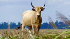 Un herbívoro astado en mitad de una pradera.