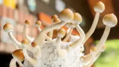 Saayintistoonni Silosaayibin(psilocybin) tolchan