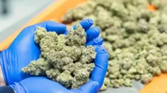 சிங்கப்பூர், கஞ்சா, கைது