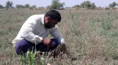 ગુજરાત ખેતી 