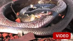 கட்டு விரியன் பாம்பு