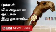 கத்தார் ஒட்டகம்