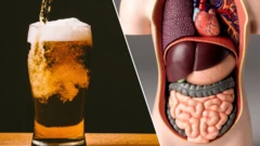 మద్యం గ్లాసు, శరీర నిర్మాణ చిత్రం