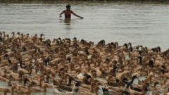 হাওরের পানিতে হাঁসের ঝাক