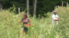 ljudi beru maline, arilje srbija