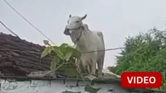 காணொளி: தெருநாய்கள் துரத்தியதால் கூரை மீது ஏறிய காளை மாடு