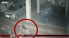 animal videos