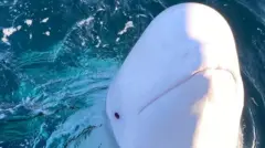 Iyi whale yari imaze imyaka ibiri iba mu mazi ari hafi y'inkengero za Norvege