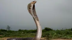 સાંપ